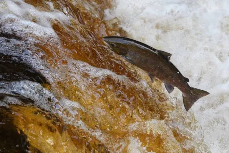 ‘จุดวิกฤต’ปลาแซลมอนป่ามีจำนวณต่ำสุดเป็นประวัติการณ์ในอังกฤษ